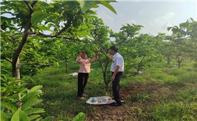 Phát triển cây na trên núi đá đang giúp nhiều hộ đồng bào DTTS ở Thái Nguyên thoát nghèo