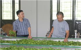 Giảm nghèo bền vững từ những đồi chè VietGAP ở Phú Đình