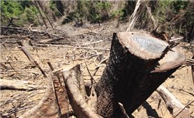 Thủ tướng yêu cầu điều tra, xử lý nghiêm các vụ phá rừng tại Quảng Nam