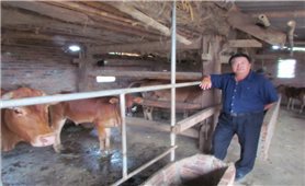 Phát triển kinh tế trang trại ở Quảng Trị: Người nông dân còn đơn độc