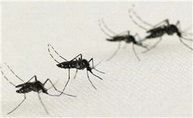 Bộ Y tế thí điểm thả muỗi mang vi khuẩn Wolbachia tại Nha Trang
