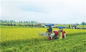 Phát triển Nông nghiệp 4.0: Nhìn từ Quảng Ngãi