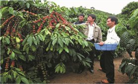 Tự sản xuất phân bón cho cây trồng: Hướng đi mới của nông dân Bình Phước