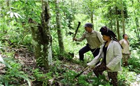 Quyền lợi người trồng rừng nhìn từ Chương trình 327, 661