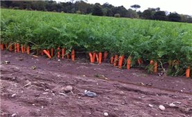 Kỹ thuật trồng và chăm sóc cây cà rốt