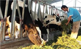 Chăn nuôi bò ở Bà Vì: Hiệu quả từ mô hình khép kín