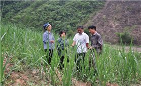 Công tác giảm nghèo ở Mường Tè (Lai Châu): Hỗ trợ có điều kiện là chìa khóa để thành công