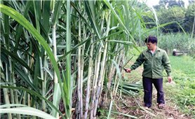 Chủ trương phát triển cây mía ở Tuyên Quang: Vì sao nông dân không mặn mà?