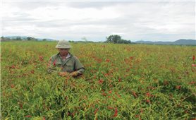 Liên kết trồng ớt ở Quảng Trị: Doanh nghiệp “bỏ của chạy lấy người”
