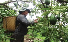 Phát triển cây ăn trái trở thành thế mạnh kinh tế