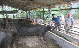 Hiệu quả quỹ hỗ trợ nông dân ở Lục Yên