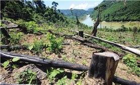Bảo vệ rừng ở Quảng Nam: Nhiều bất cập