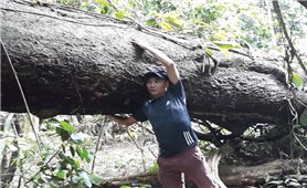 Vườn quốc gia Cúc Phương tiếp tục bị tàn phá