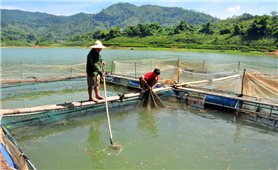 Người nuôi cá lồng ở Na Hang : Khắc phục sản xuất sau lũ