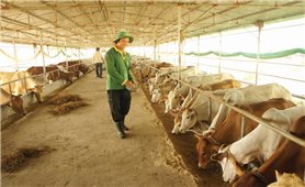 Sử dụng đệm lót sinh học trong chăn nuôi: Hiệu quả nhưng khó nhân rộng