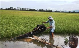 Kiên Giang: Nông dân lao đao vì nước lũ về sớm