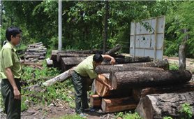 Khánh Hòa: Những cánh rừng không bình yên