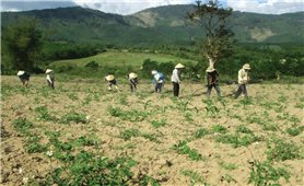 Bình Định: Giải bài toán giao đất rừng cho đồng bào DTTS