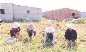 Khánh Hòa: Loay hoay tìm “danh phận” cho cây tỏi