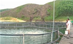 Phát triển thủy sản ở Yên Bái: Từ chủ trương tìm đầu ra cho sản phẩm