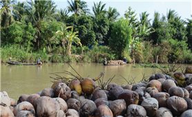 Bến Tre: Nông dân khóc ròng vì giá dừa khô