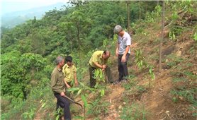 Lào Cai: Ra quân trồng cây đầu xuân Kỷ Hợi