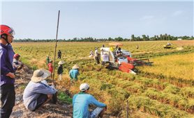 Liên kết bao tiêu lúa gạo: Giải pháp căn cơ cho “vựa lúa”