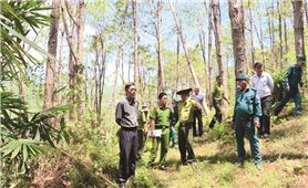 Khánh Hòa: Nhiều giải pháp tăng độ che phủ rừng