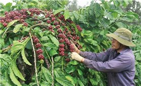 Phát triển cà phê đặc sản: Hướng đi tất yếu để nâng tầm cà phê Việt