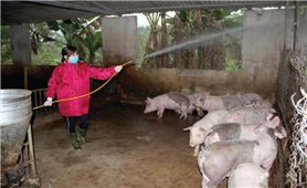 Nghệ An: Người dân cần cảnh giác với dịch tả lợn châu Phi
