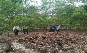 TP. Đồng Hới: Triển khai nhiều giải pháp bảo vệ rừng trong mùa nắng nóng