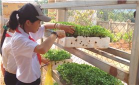 Trồng rau sạch từ vỏ cà phê
