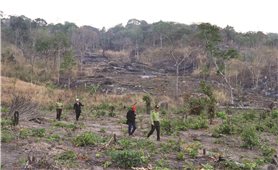 Gia Lai: Bao giờ mới chấm dứt nạn phá rừng làm rẫy