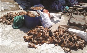 Người dân manh động tấn công trại gà gây ô nhiễm