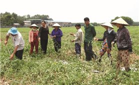Lộc Hưng (Tây Ninh): Dưa hấu chết hàng loạt khi đến kỳ thu hoạch