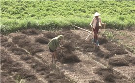 Tràng Định (Lạng Sơn): Phát triển hiệu quả cây đặc sản giúp nông dân làm giàu