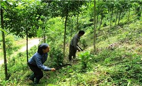 Hỗ trợ gạo cho đồng bào chăm sóc, bảo vệ rừng