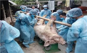 Người chăn nuôi thiệt hại nặng nề sau dịch tả lợn châu Phi