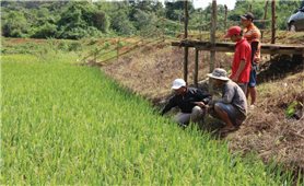 Hỗ trợ lãi suất đối với hộ đồng bào DTTS tại chỗ vay ngân hàng thương mại ở Đăk Nông: Vốn nhỏ, ý nghĩa lớn