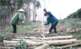 Nông dân xã Cư Króa thu nhập cao từ trồng rừng kinh tế