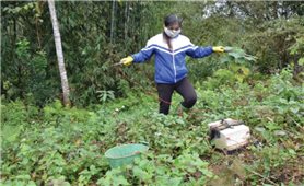 Tận diệt giun đất ở Phú Thọ-Nguy cơ hủy diệt hệ sinh thái trong đất