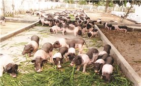 Móng Cái (Quảng Ninh): Bảo vệ giống lợn quý Móng Cái trước “bão” dịch