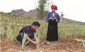 Giải ngân vốn hỗ trợ phát triển sản xuất: Làm thế nào để khơi thông dòng chảy?