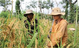 Hỗ trợ phát triển sản xuất từ Chương trình 135: Điều chỉnh tỷ lệ vốn để nâng cao hiệu quả