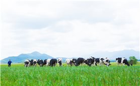 Công ty Cổ phần Sữa Việt Nam: Nỗ lực để hội nhập sâu vào sân chơi khu vực và toàn cầu