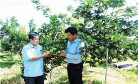 Đồng bằng sông Cửu Long: Tìm giải pháp phát triển ổn định cây ăn trái