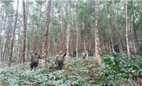 Thực hiện chi trả dịch vụ môi trường rừng ở Bình Định: Người dân hưởng lợi- rừng được bảo vệ