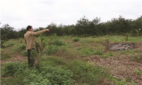 Quảng Trị: Giao đất rừng đã có chủ cho dân
