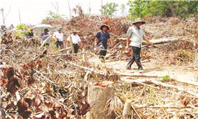 Quản lý, bảo vệ rừng ở Phú Yên: Nhiều bất cập cần xử lý dứt điểm