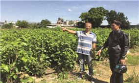 Lâm Hà (Lâm Đồng): Tình trạng vi phạm san lấp đất ruộng vẫn tiếp diễn